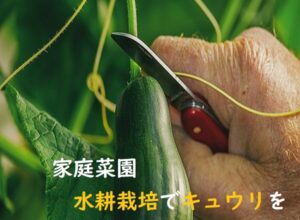 【家庭菜園】初心者が知りたいキュウリの育て方のポイント